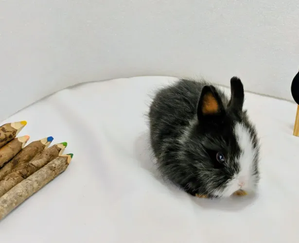 Lindos Filhotes Disponíveis Mini Coelhos