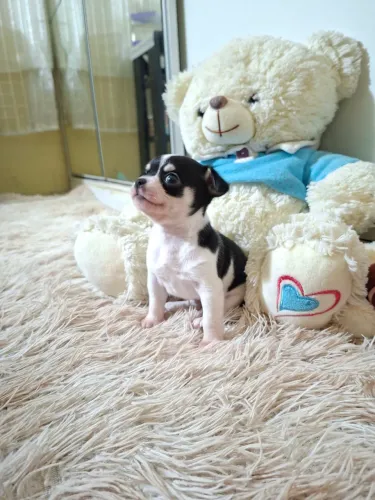 Filhote Chihuahua Procurando um Novo Lar