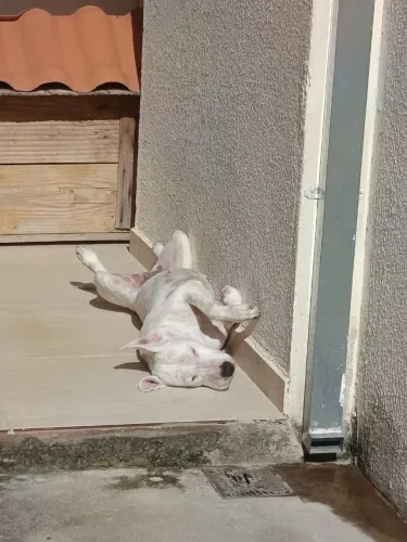 Doação Dog Brasileiro