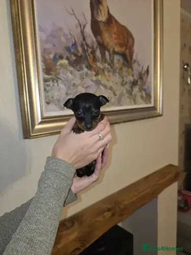 Neném Pinscher/Pincher dócil com temperamento selecionado e saudável