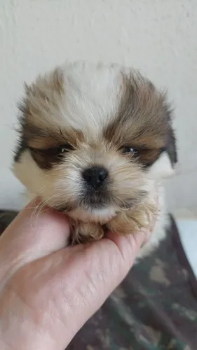 Shitzu Macho Disponível a Venda! Filhote bem Calmo, Vacinado e Vermífugado, come sozinho.