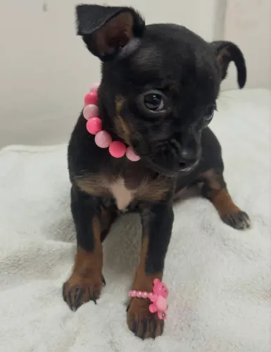 Pinscher com garantias 95 dias