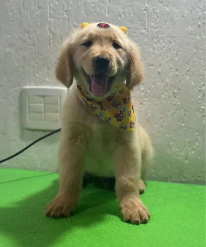 Filhotes de Golden Retriever