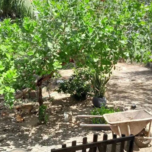 Faço capina e limpeza de quintal 