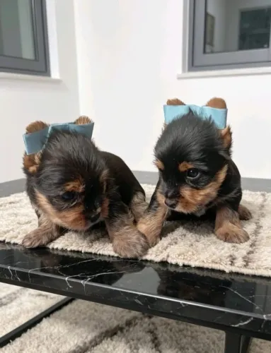Yorkshire terrier
