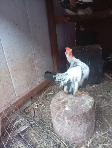 Casal mini Galizé Aparti de 100