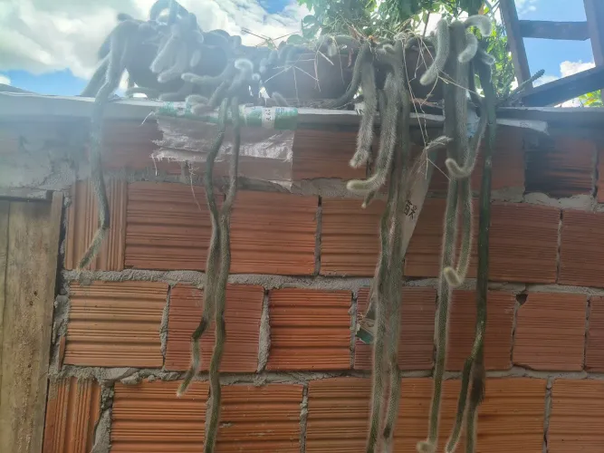 Plantas diversas