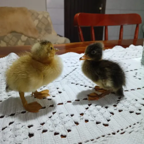 Marreco pompom pintinhos