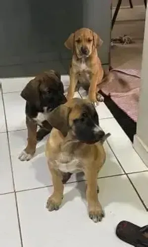 boxer x labrador 