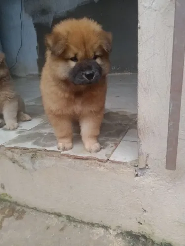Filhote macho Chow chow