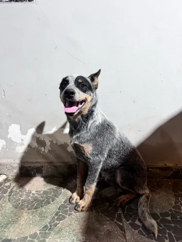 Filhote de blue heeler
