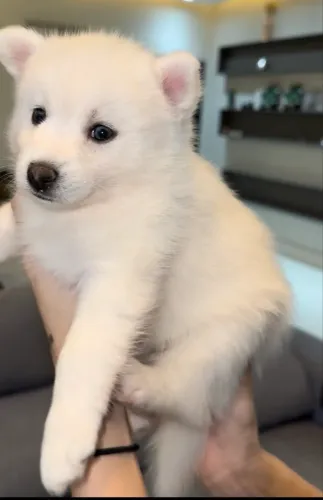 Filhotes de Pomsky com Pedigree