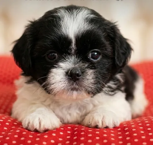 Lindo Filhote de Shih-Tzu - 45 dias - SP