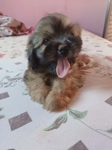Shitzu