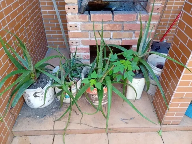 Pés de Barbosa (R$ 15, 25 e 60)