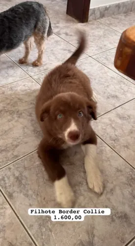Filhote Border Collie