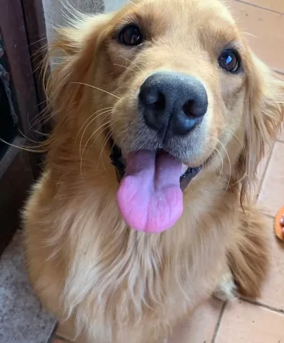 Golden fêmea procurando namorado !