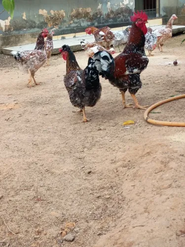 Ovos galados, galinhas sertanejo balão (GSB) animais selecionados