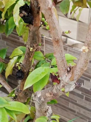Jabuticaba kit com 4 ler descrição 