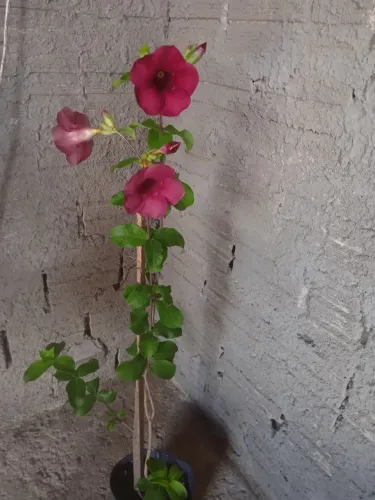 Plantas 