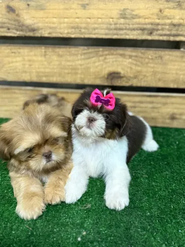 Shihtzu fêmea e macho 