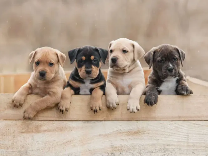 PROCURO cachorro filhote para Adoção responsável!!