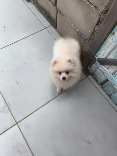 Estou vendendo Spitz alemão com a segunda dose da vacina são muito carinhoso só resta um