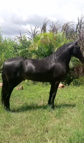 Cavalo Garanhão Pelagem PRETA/CASTANHA marcha batida Mangalarga Machador 