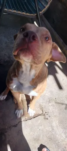 Pitbull Pura para cruza
