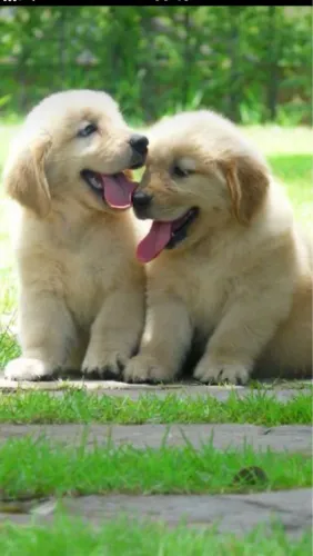 Filhotes De Golden Retriever - Amor Verdadeiro Começa Com Um filhote