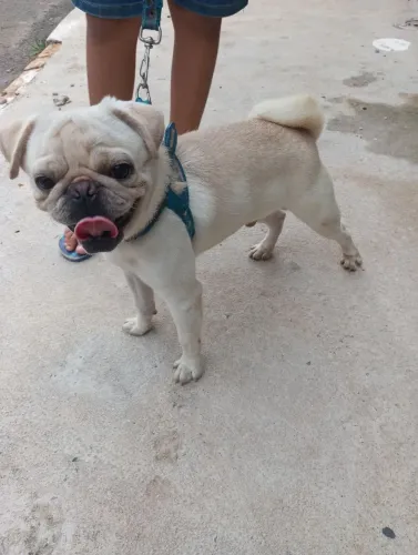 Pug Macho pra cruza