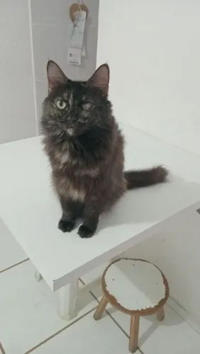Animais de estimação