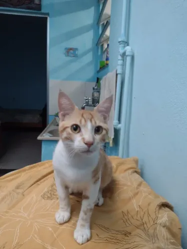 Gato para adoção