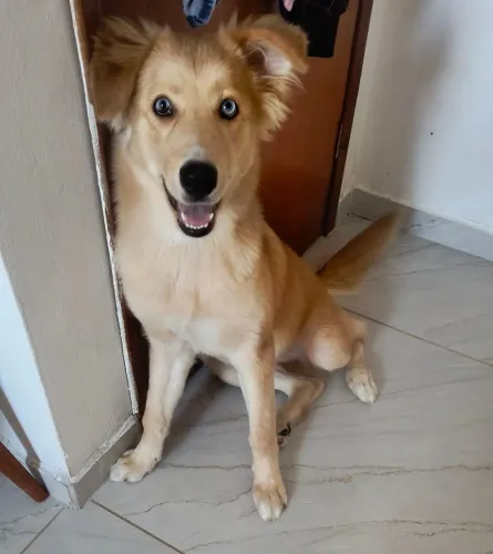 Estou doando essa cachorrinha