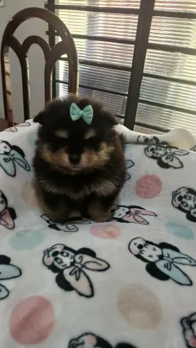 Spitz alemão fêmea anão