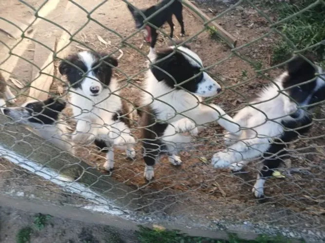 Filhotes de Border Collie