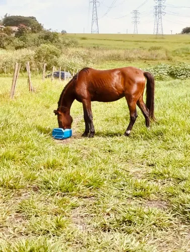 Vende-se cavalo castrado 