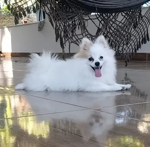 Spitz fêmea pequena a pronta entrega 
