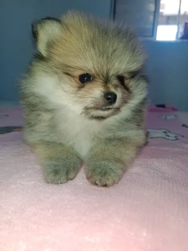 Lulu da Pomerânia fêmea anã ursinha 