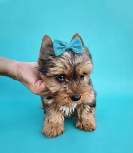 Yorkshire Merle Companheiro Ideal