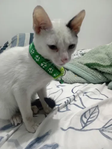 Doação de gatinho filhote