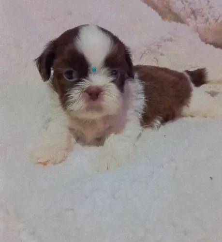 shihtzu