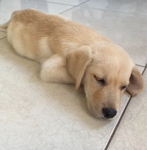 Filhote de Labrador Retriever