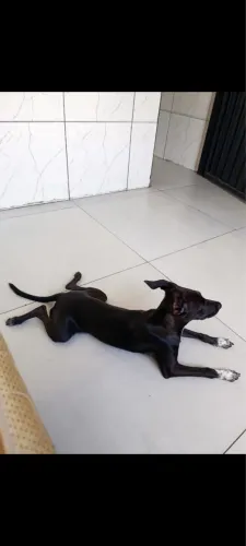 Cachorrinho