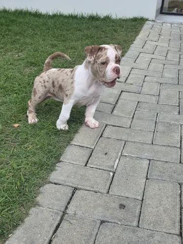 Filhote de Exotic Bully Fêmea