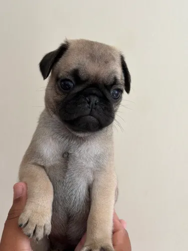 Vendo Filhote de pug para vender rápido 