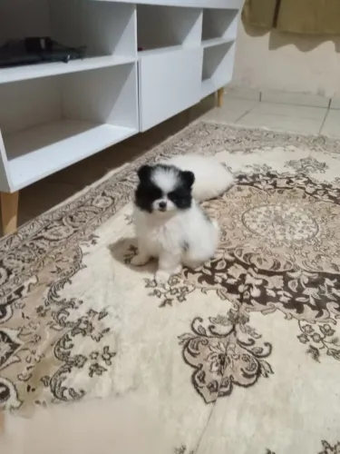 Vendo filhote de Spits Alemão