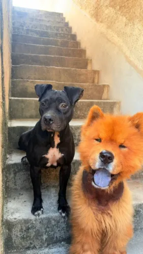 Adoção Responsável - Cachorro