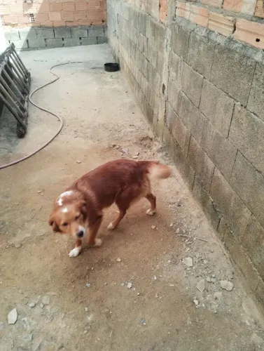 Estou doando uma cachorra vacinada saudável buscar em Vespasiano