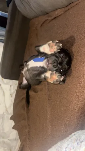 Doação cachorro filhote 
